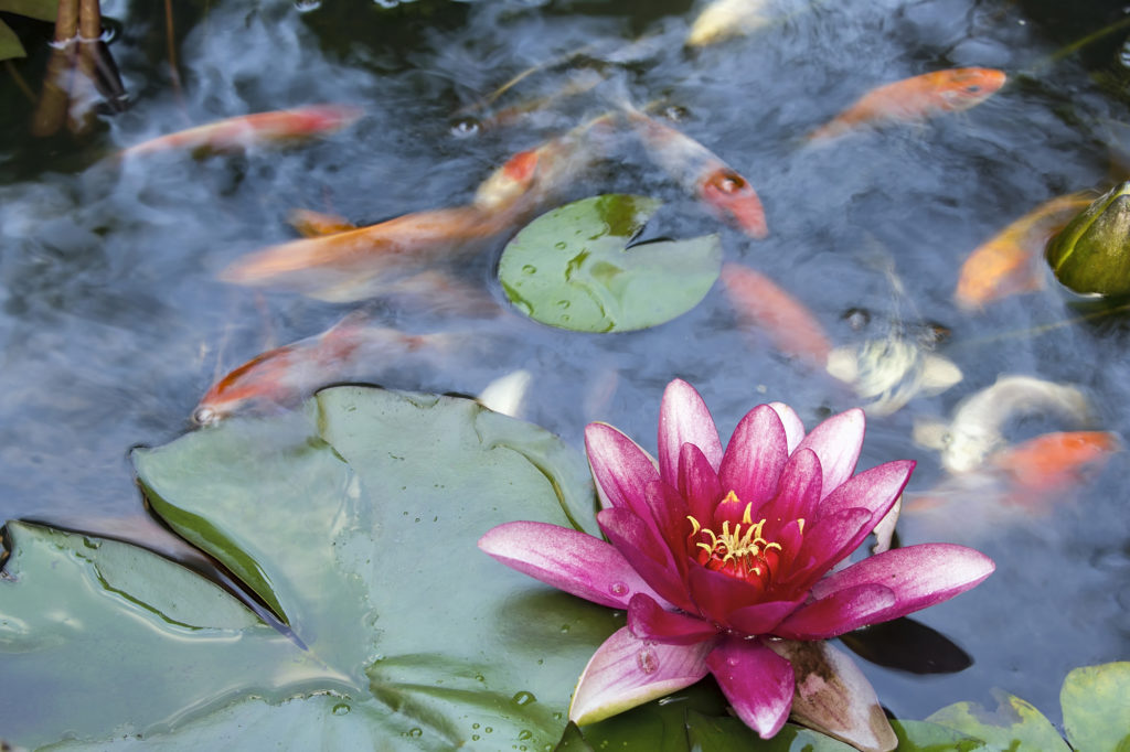 Decorative pond fish