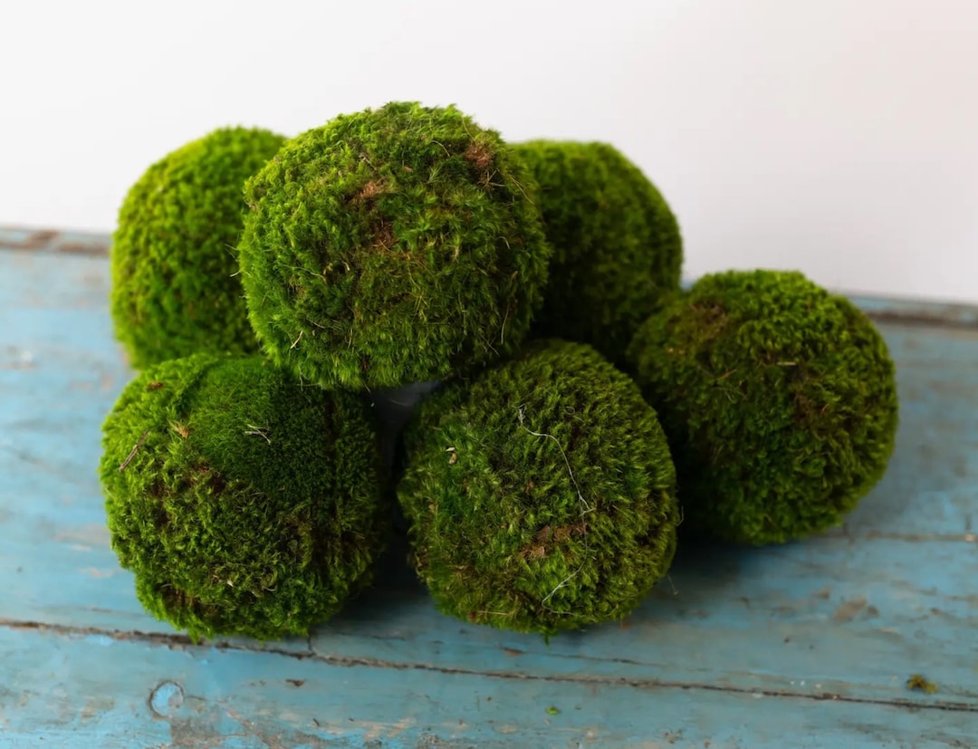 Decorative moss balls