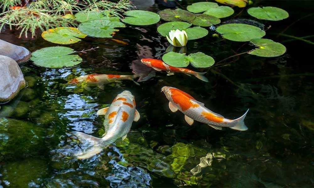 Pond make ponds goldfish backyard beautiful fish water around landscaping koi garden ideas small plants gold green feature waterfall rocks